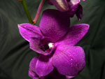 Bom Purple Orchids - Dendromium